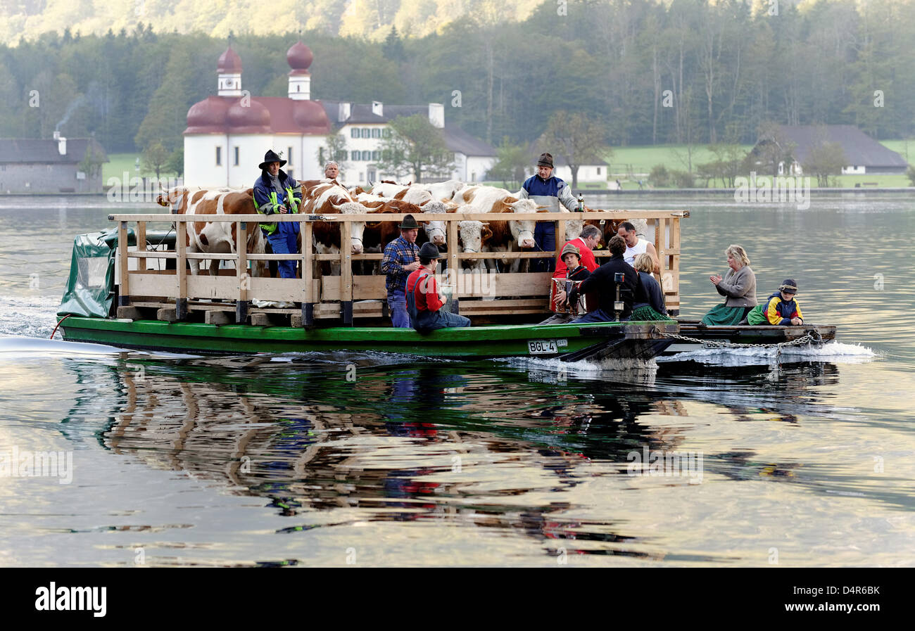 Two barges transport cows across Koenigs lake near Berchtesgarden, Germany, 03 October 2009. To mark an unharmed summer on the  mountain pasture, cows are decorated with colourful headdresses and driven to the winter quarters. Photo: Peter Kneffel Stock Photo