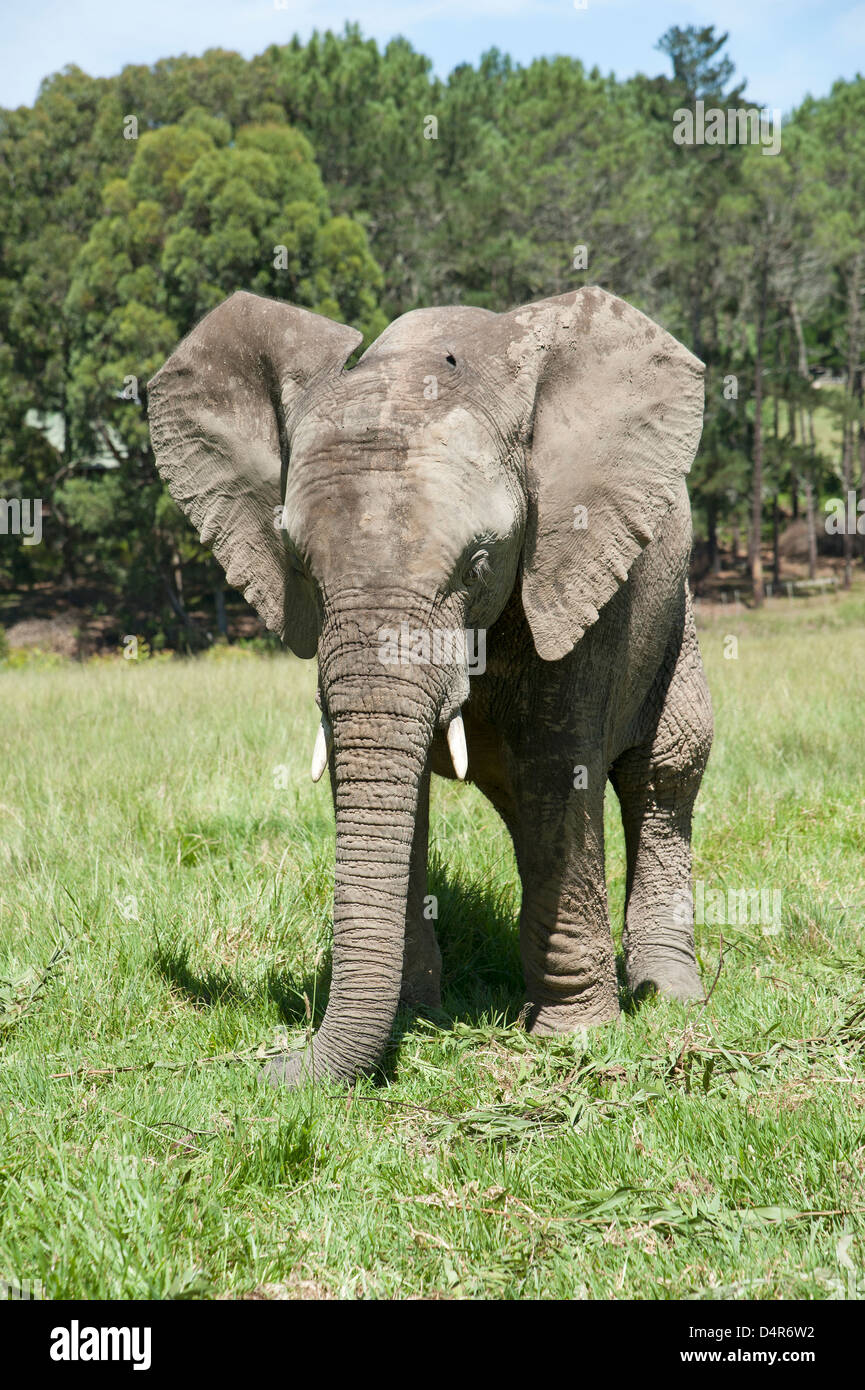 African elephant feeding on grass South Africa Stock Photo - Alamy