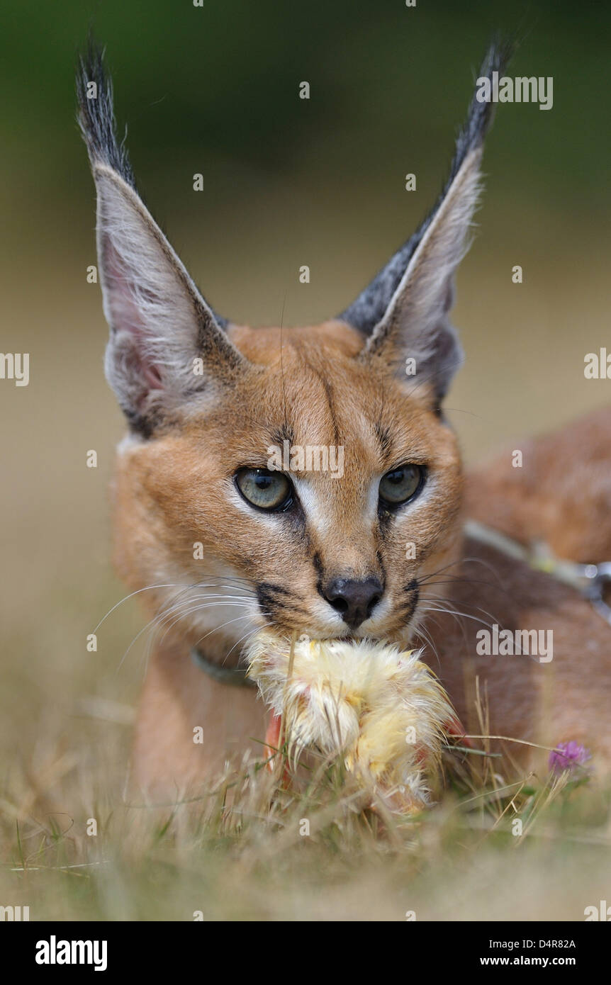 Caracal hunting prey hires stock photography and images Alamy