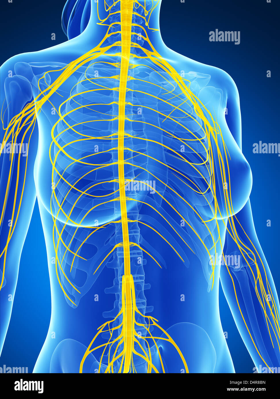 Nervous System Diagram Stock Photos & Nervous System Diagram Stock