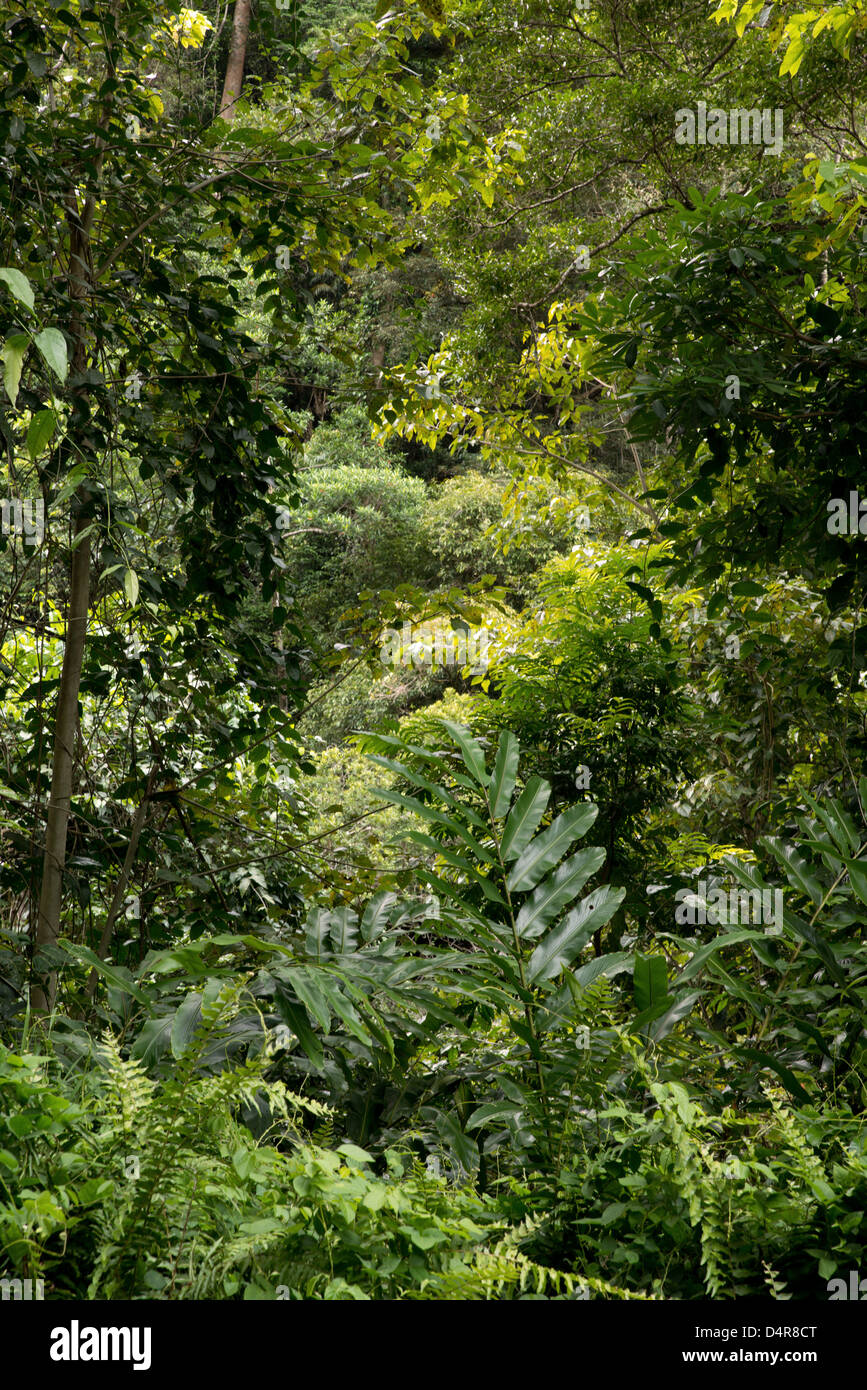 Crystal Cascades, Redlynch Valley, Cairns, North Queensland, Australia