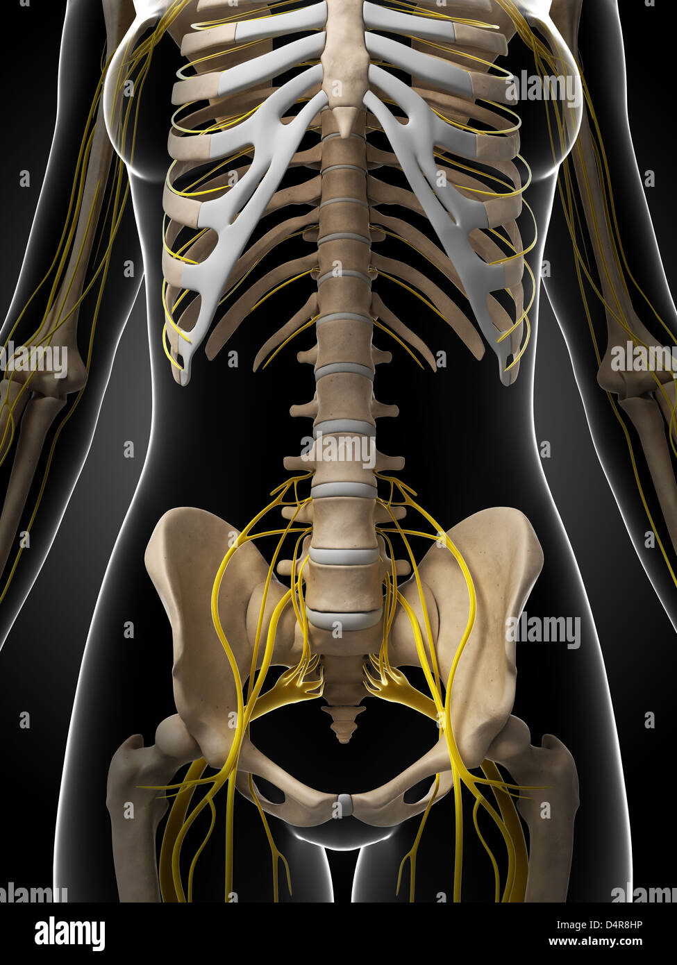 скелет нервов человека. нервная система человека схема. нервная система человека без тела. кровеносная система на скелете. хэрриет коул нервная система.