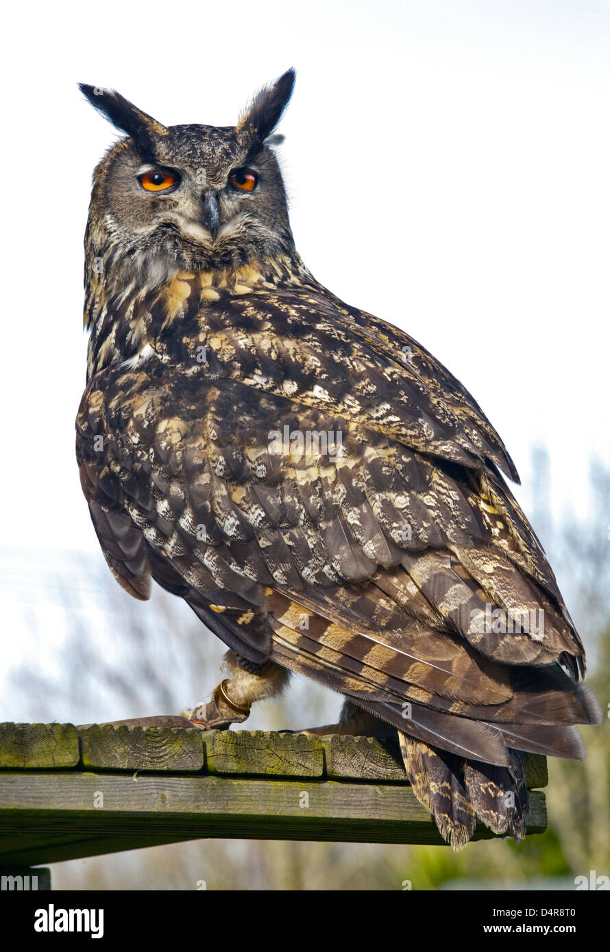 Eurasian Eagle Owl (bubo Bubo Stock Photo - Alamy