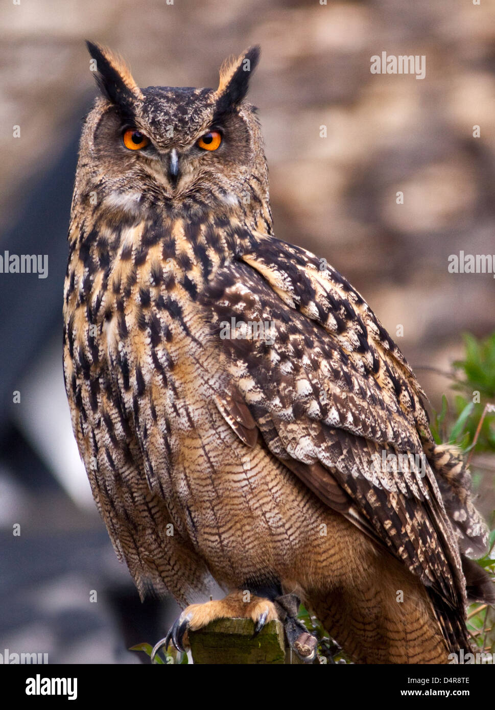 Eurasian Eagle Owl (bubo bubo) Stock Photo