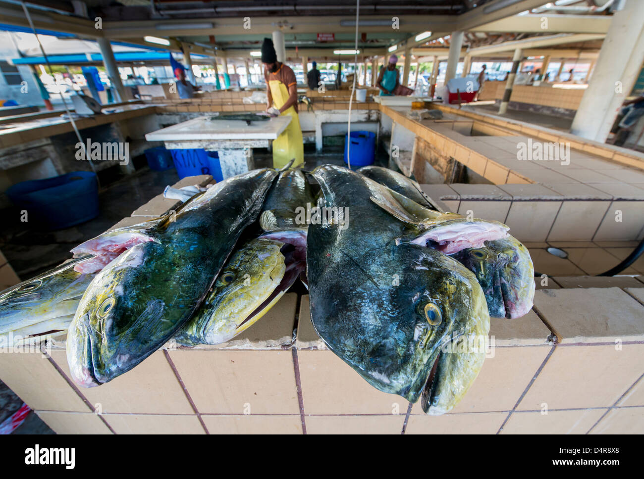 fresh dolphin (mahimahi) sit on a counter in Bridgetown fish market
