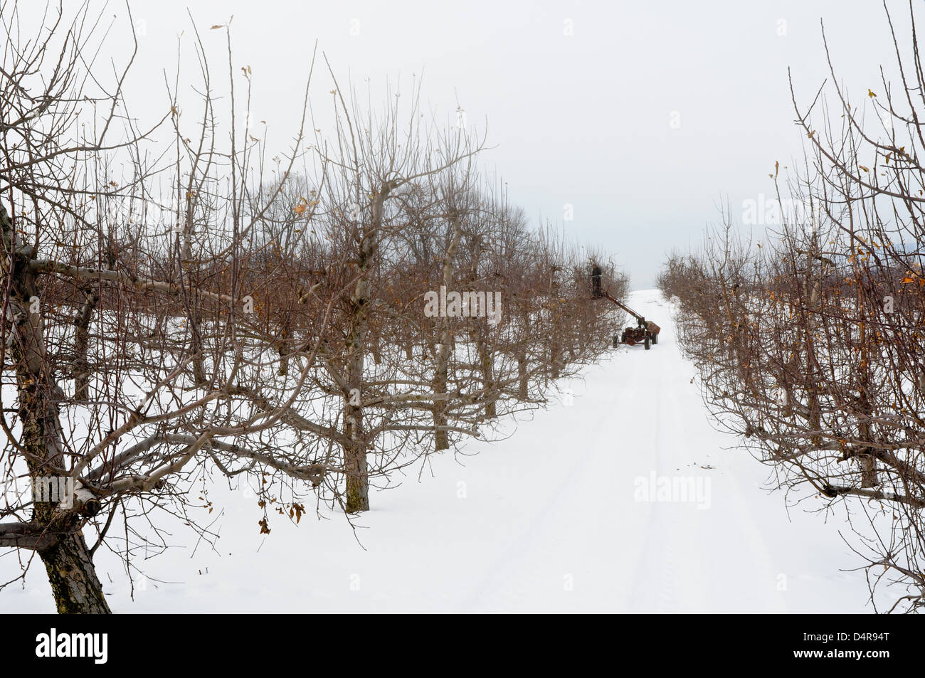 Worker trims apple trees in the winter, Upstate New York Stock Photo