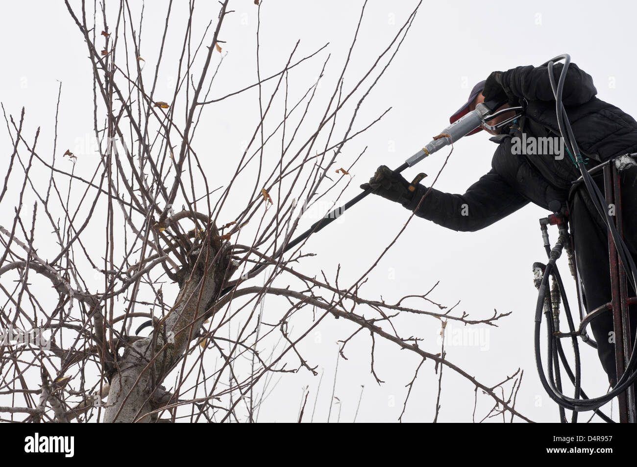 Worker trims apple trees in the winter, Upstate New York Stock Photo