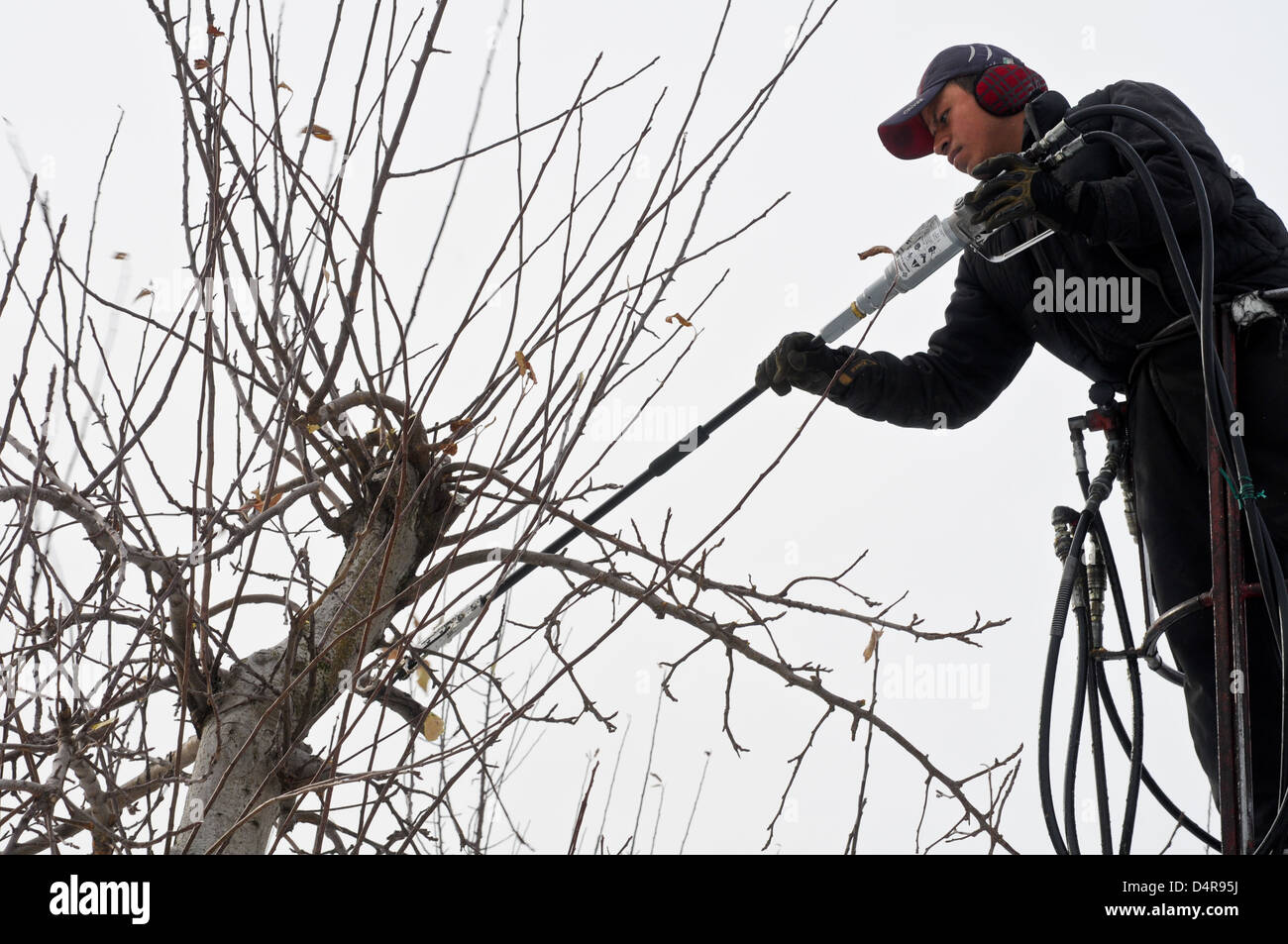 Worker trims apple trees in the winter, Upstate New York Stock Photo