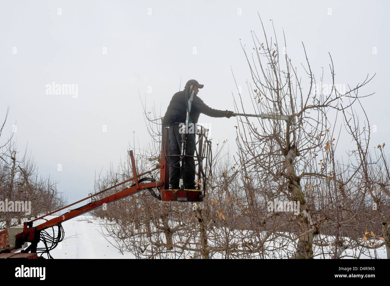 Worker trims apple trees in the winter, Upstate New York Stock Photo