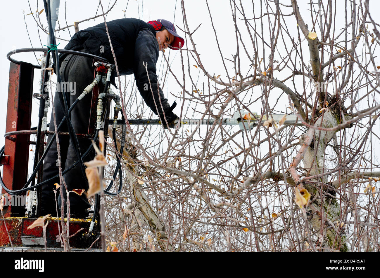 Worker trims apple trees in the winter, Upstate New York Stock Photo