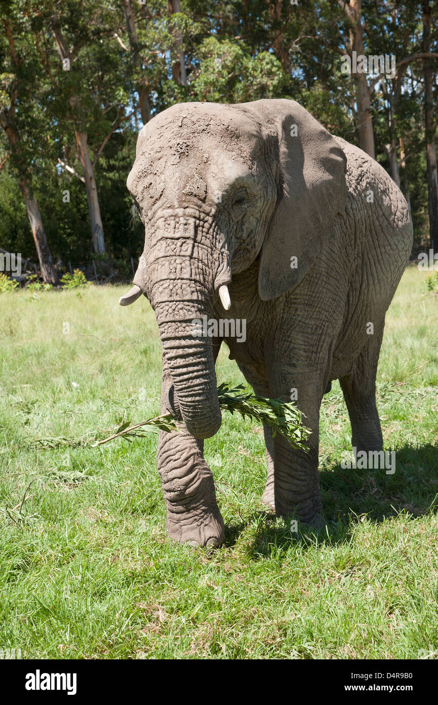 African elephant feeding on grass South Africa Stock Photo - Alamy