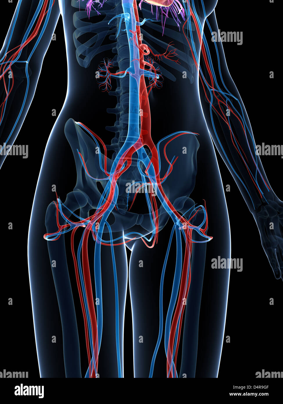 Human vascular system Stock Photo