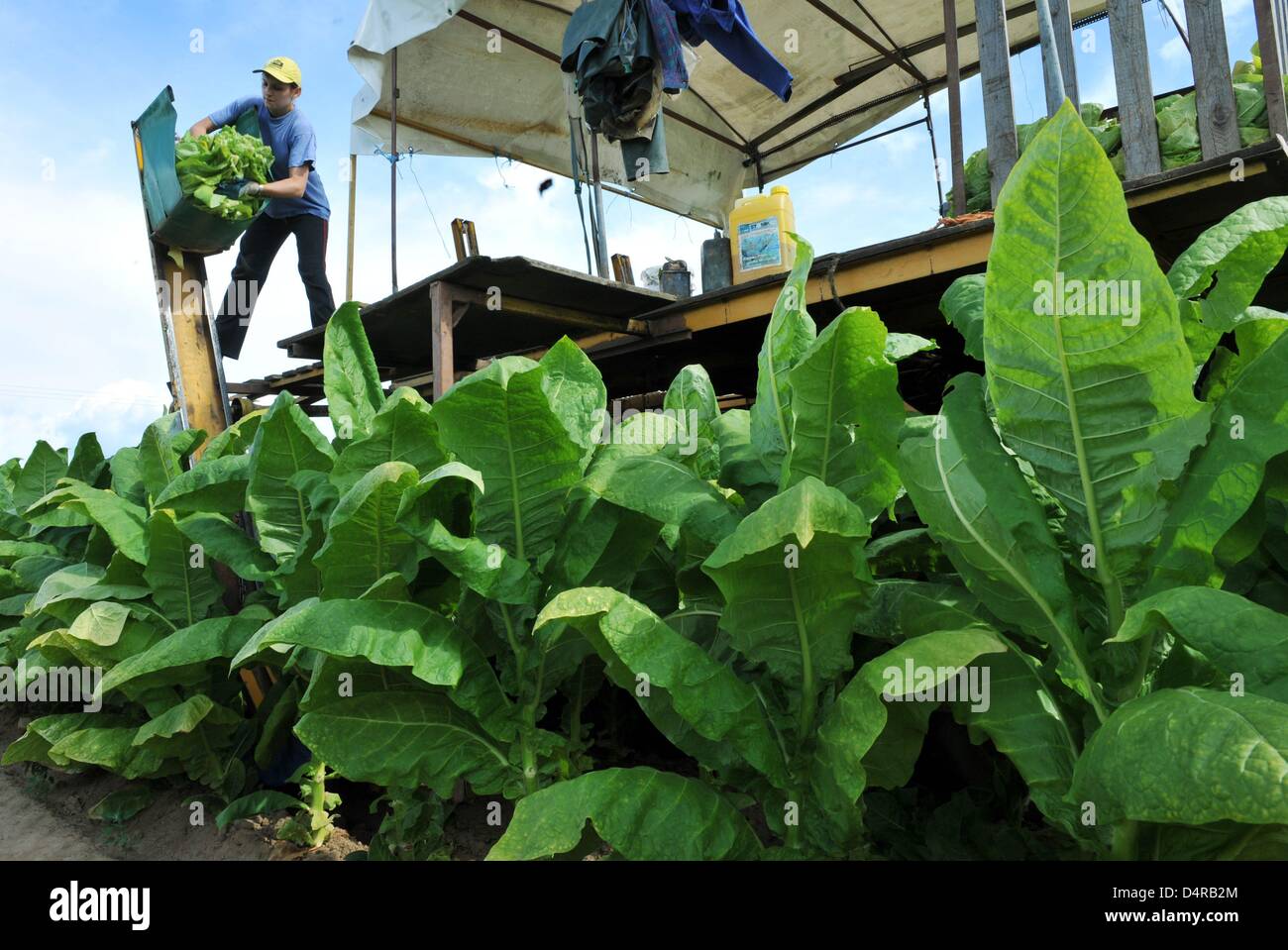 Anna, a Polish farm hand, lifts tobacco leaves of the sort ?Burley? off a  lift on a harvest cart in Schwanau, Germany, 30 July 2009. The tobacco  harvest in the Upper-Rhine valley