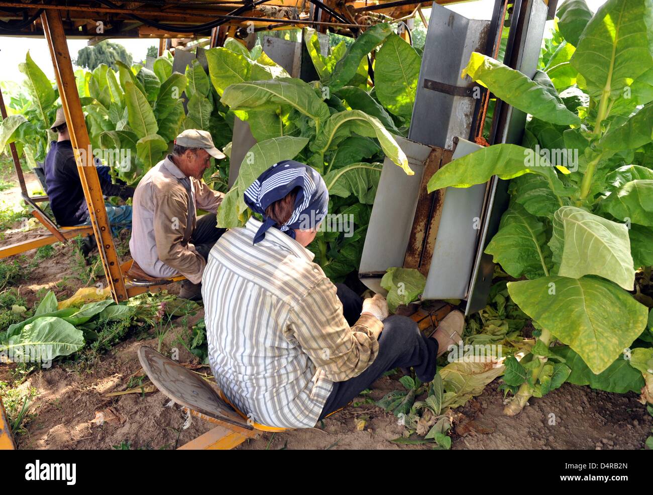 Farm hands harvest tobacco leaves of the sort ?Burley? on a harvest