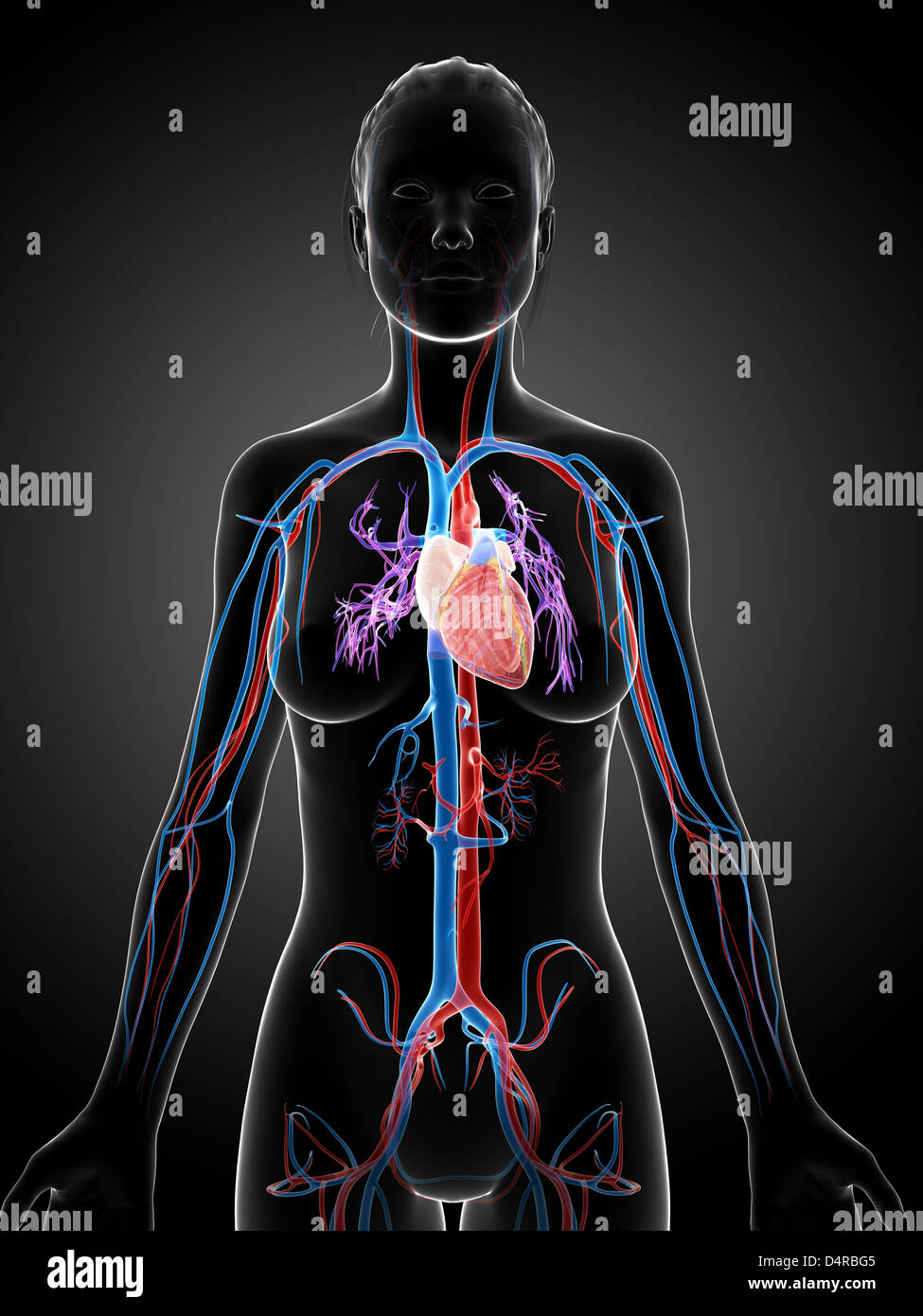 Human vascular system Stock Photo Alamy