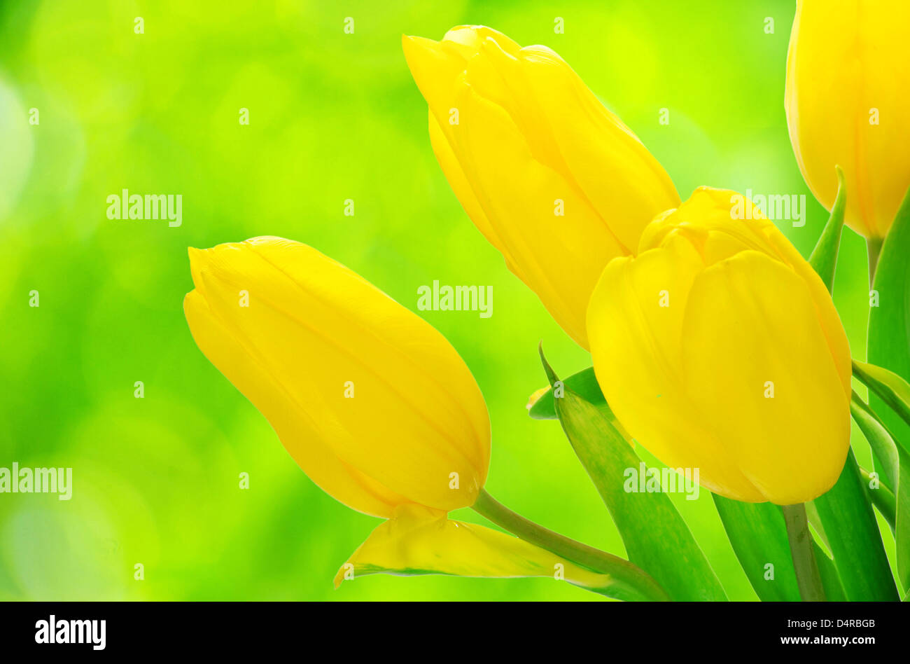yellow tulips isolated on green background Stock Photo - Alamy