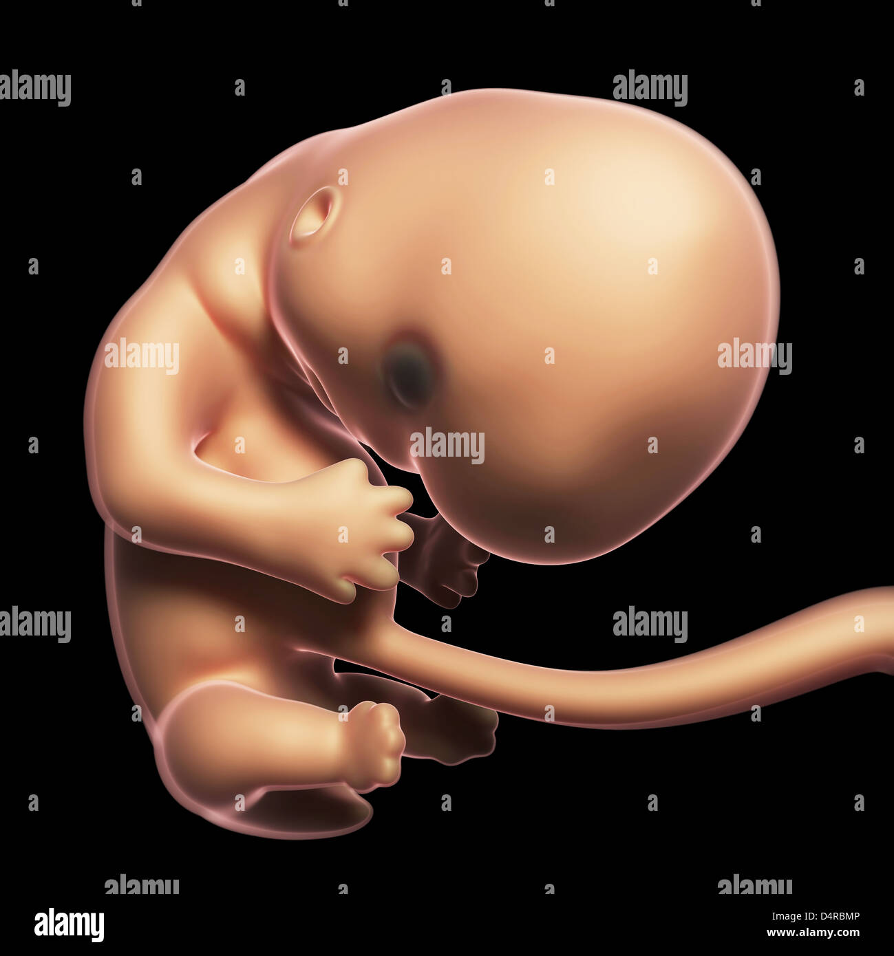 Human fetus - month 2 Stock Photo