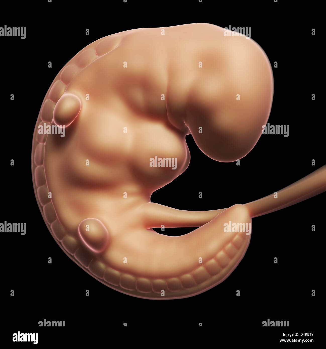 Human fetus - month 1 Stock Photo