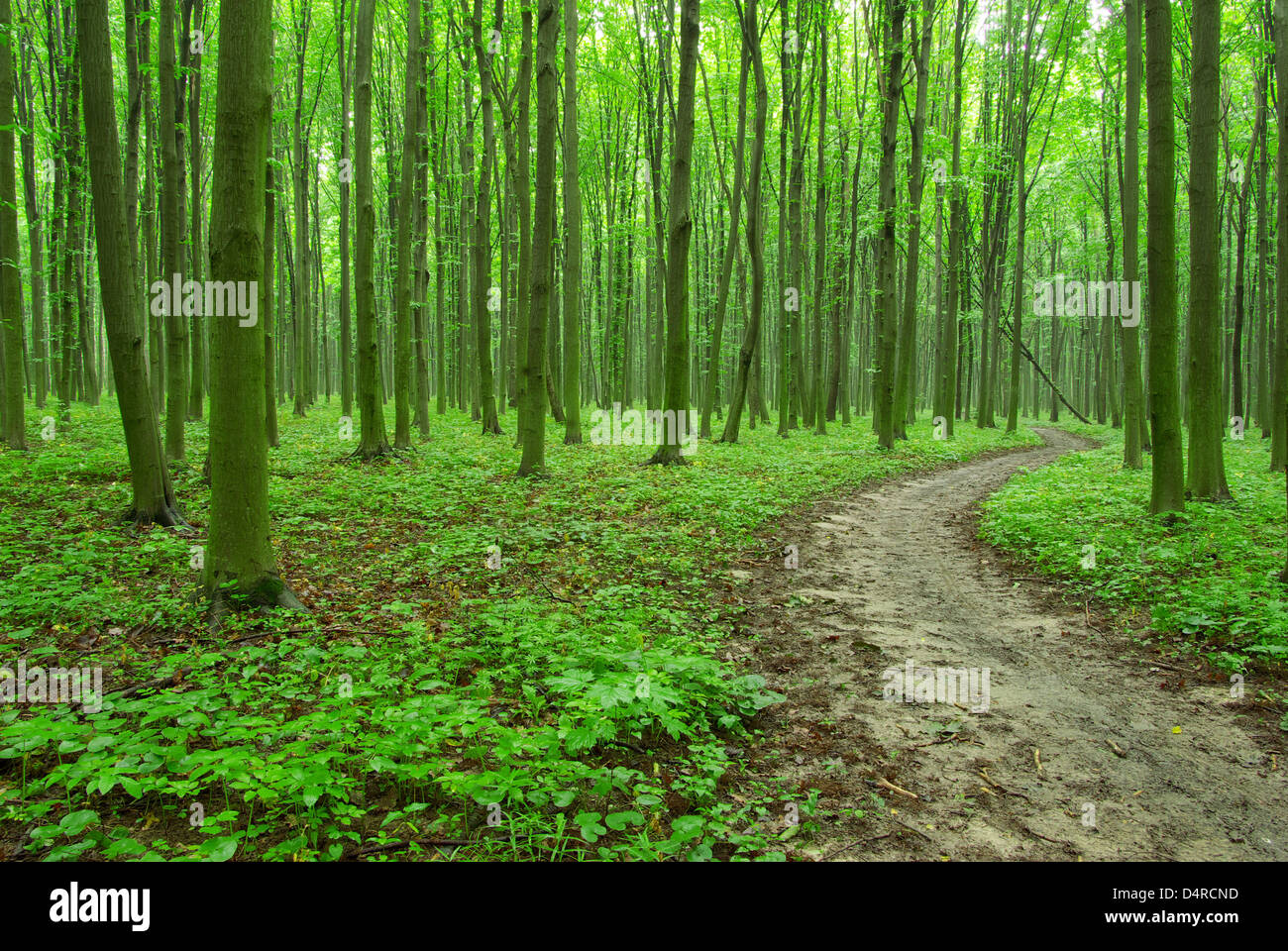 beautiful green forest in summer Stock Photo - Alamy
