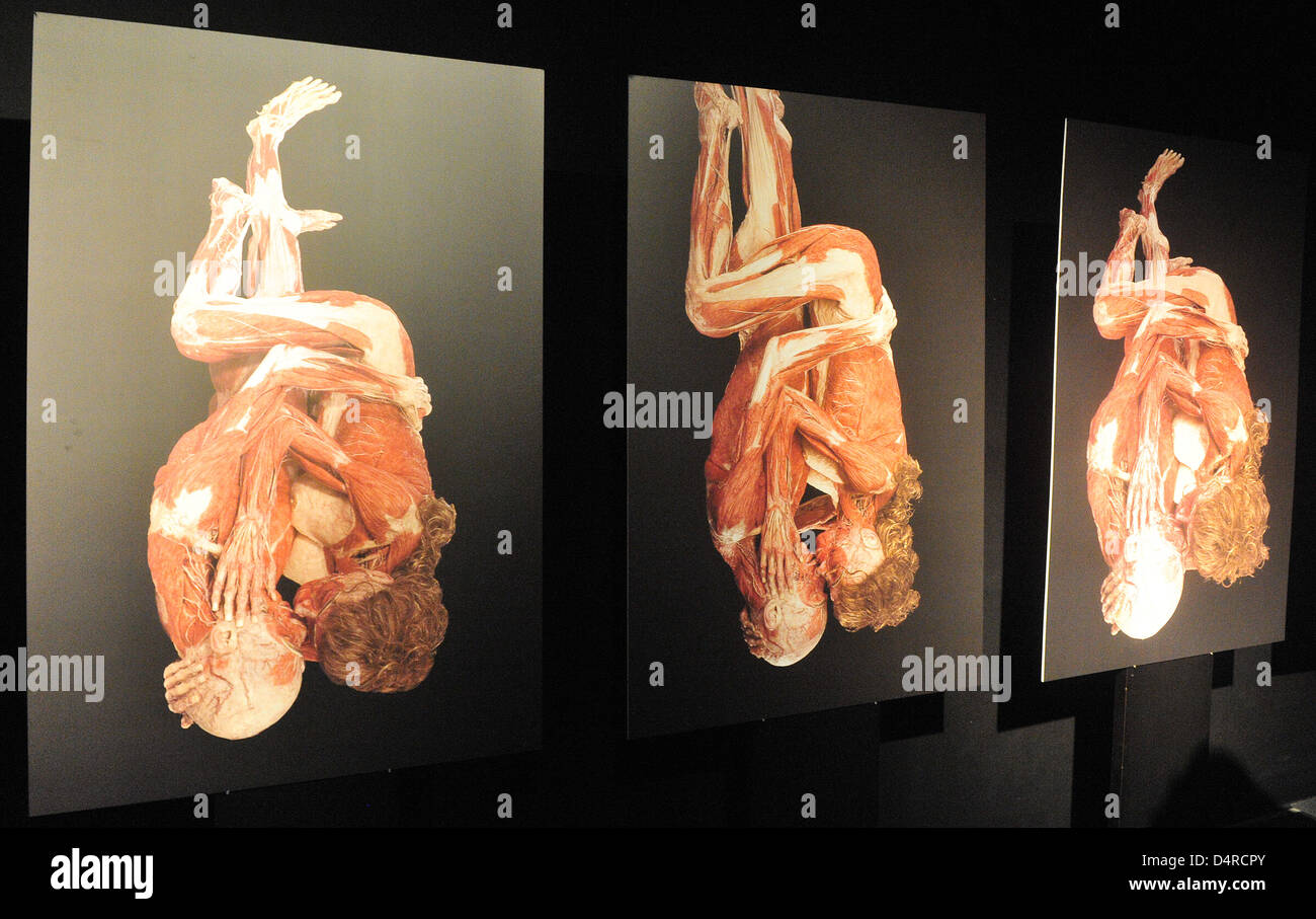 the human body during sex The human body during sex
