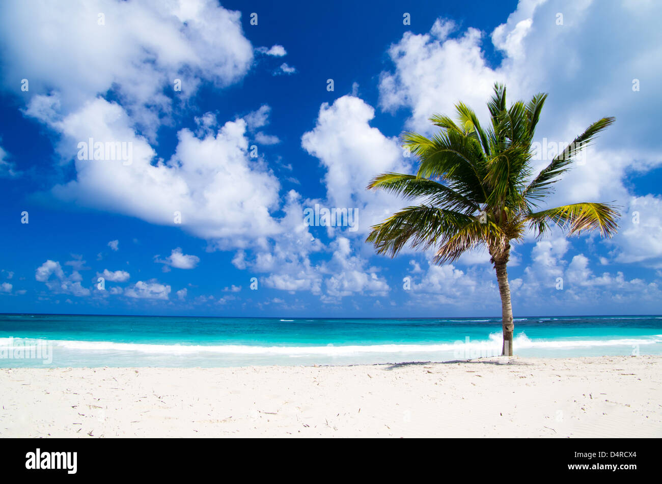 Palm trees and tropical beach hi-res stock photography and images - Alamy