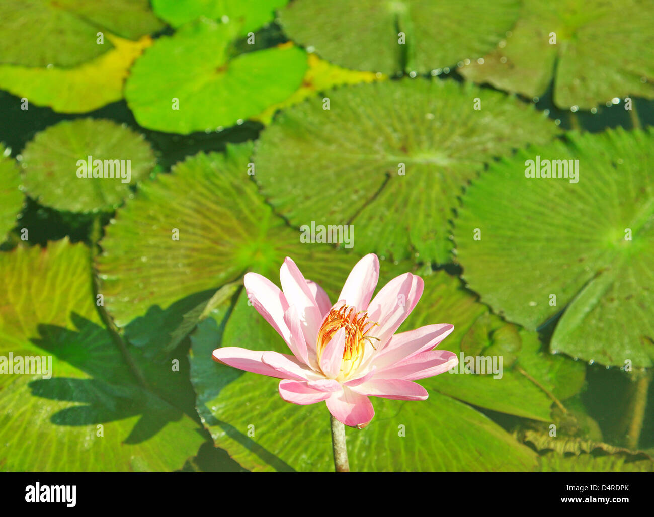 A tropical water lily (lat. Nymphaea x daubenyana) pictured in the Palmengarten in Frankfurt Main, Germany, 04 August 2009. Photo: Wolfram Steinberg Stock Photo