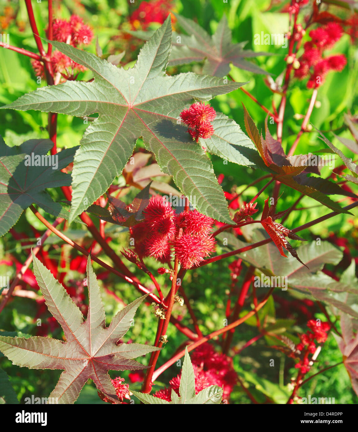 A red-blossomed caster-oil plant (lat. Ricinus communis) pictured in the Palmengarten in Frankfurt Main, Germany, 04 August 2009. Photo: Wolfram Steinberg Stock Photo