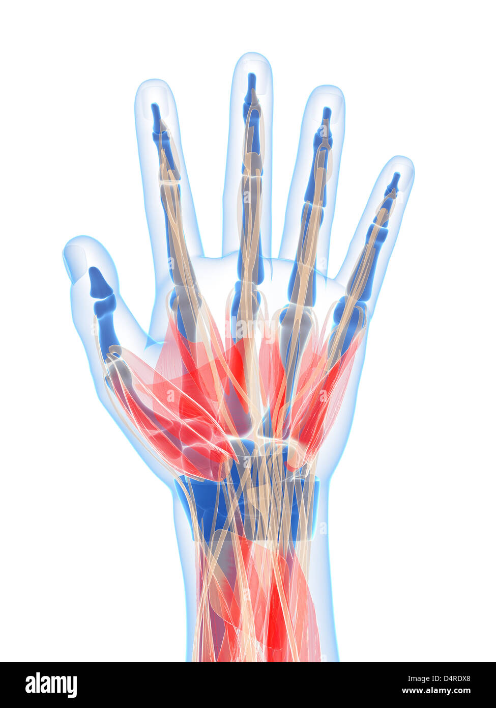 Human hand muscles Stock Photo Alamy