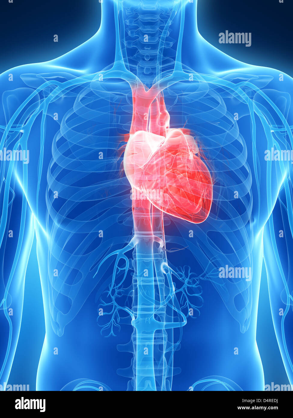 Highlighted human heart Stock Photo - Alamy