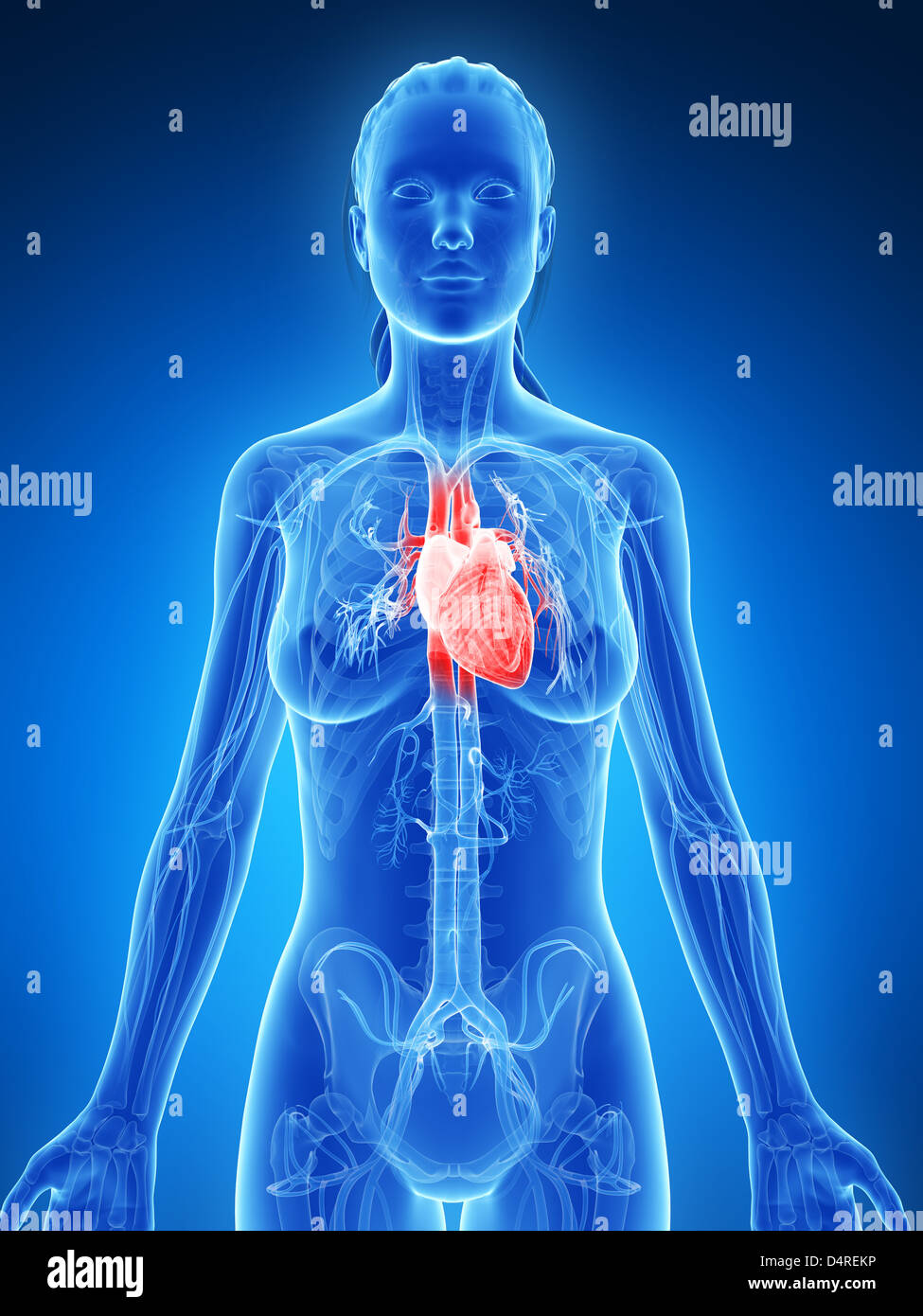 Highlighted female heart Stock Photo - Alamy