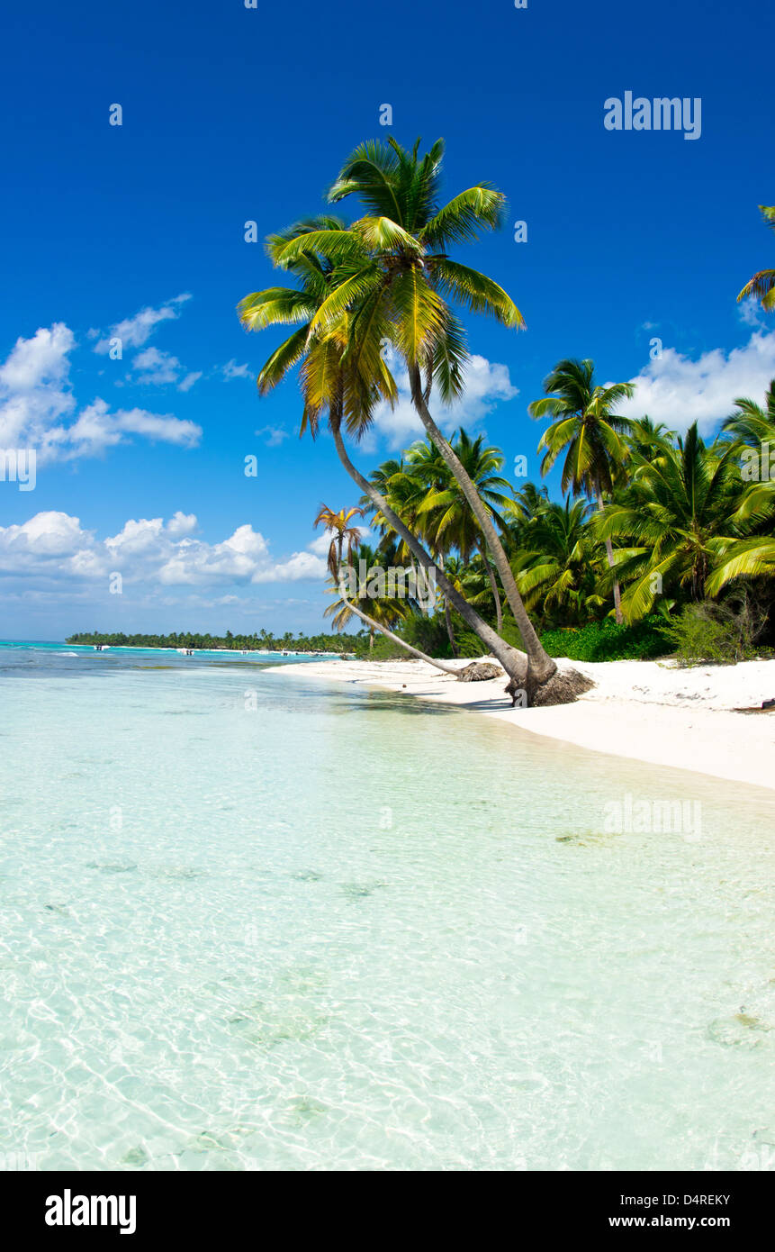 Tropical beach with palm trees hi-res stock photography and images - Alamy
