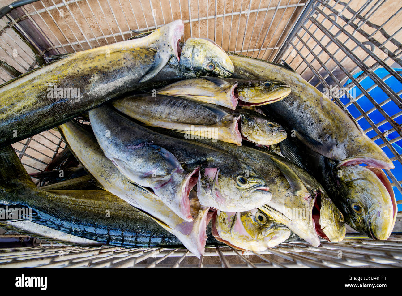 Mahi mahi barbados hires stock photography and images Alamy