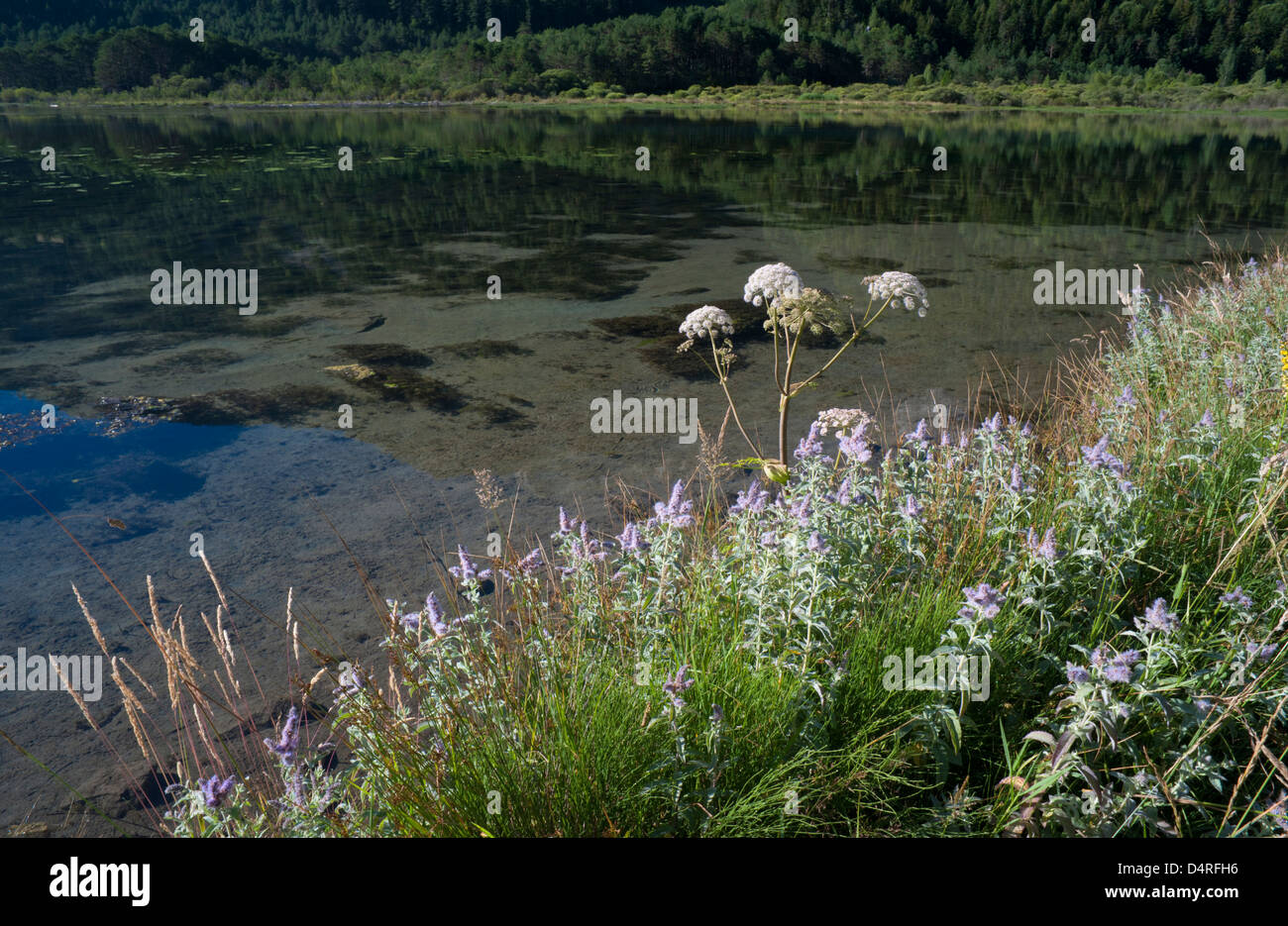 Wild flowers in July on the bank of the Bielsa Reservoir in the Pyrenees of Huesca Province, Aragon, Spain Stock Photo