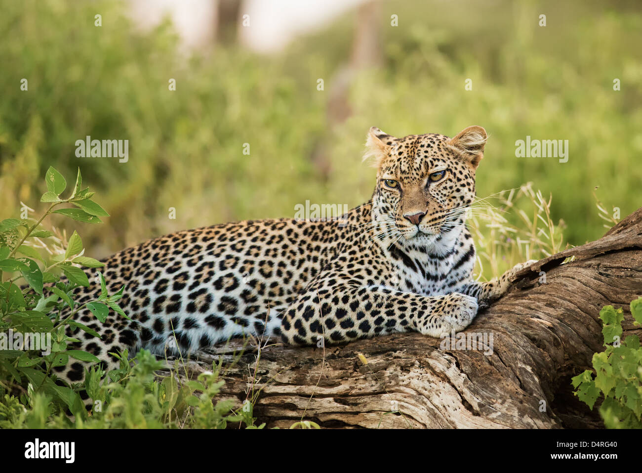 Leopard resting on a tree branch Stock Photo - Alamy