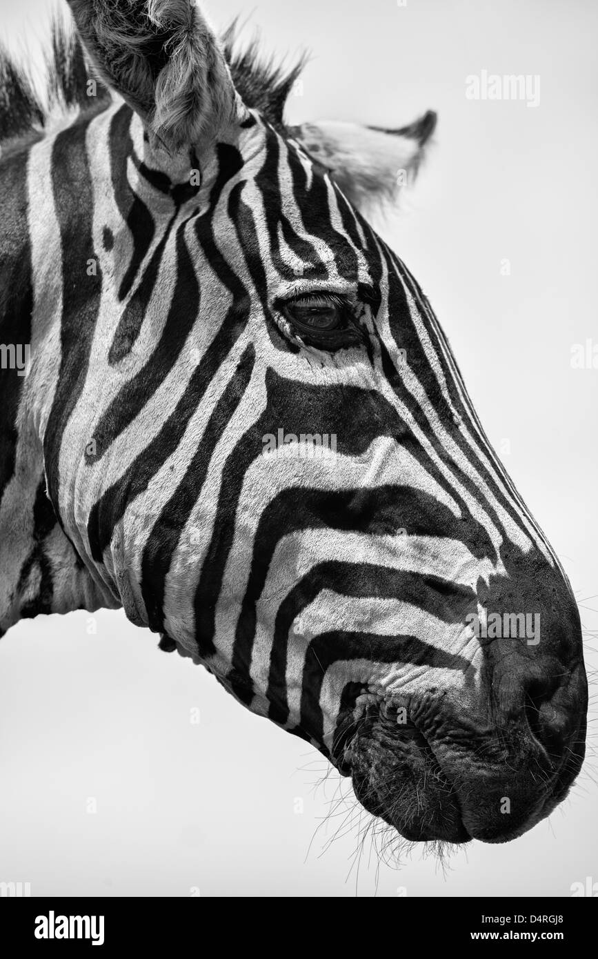 Zebras head Black and White Stock Photos & Images Alamy