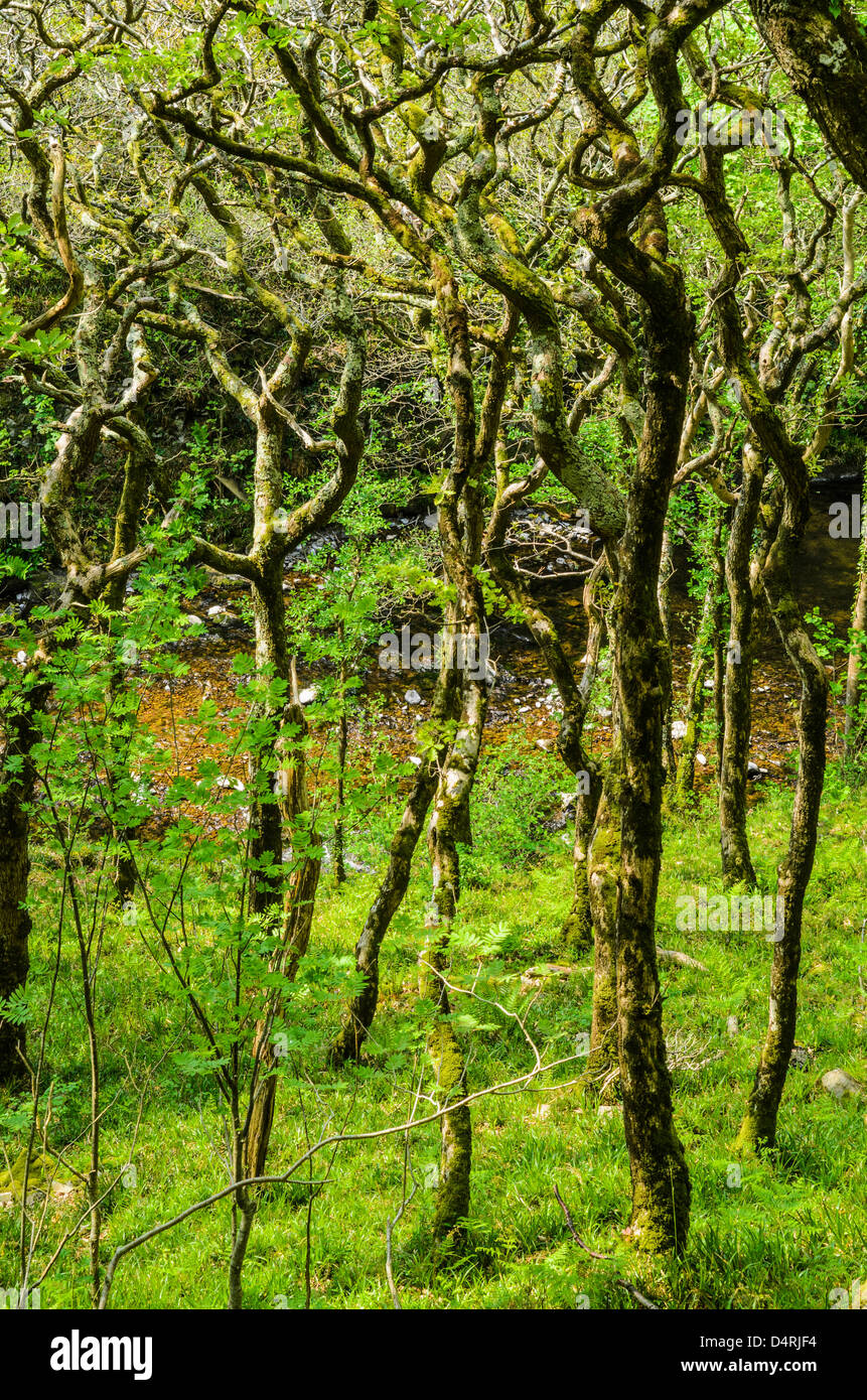 Sessile Oak trees in Barton Wood in Exmoor National Park near Lynmouth, Devon, England. Stock Photo