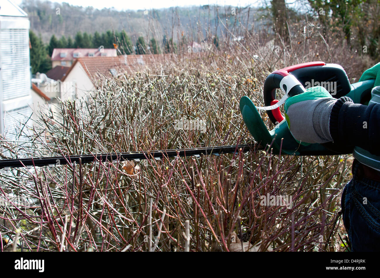 Man trimming hedge Stock Photo - Alamy