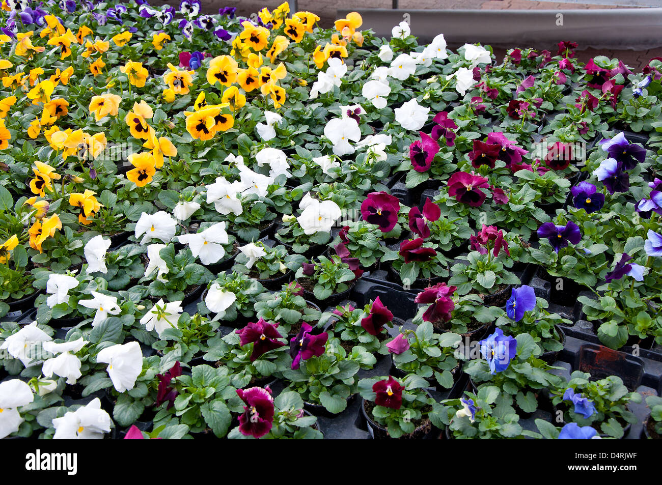 Colorful pansies in the greenhouse Stock Photo