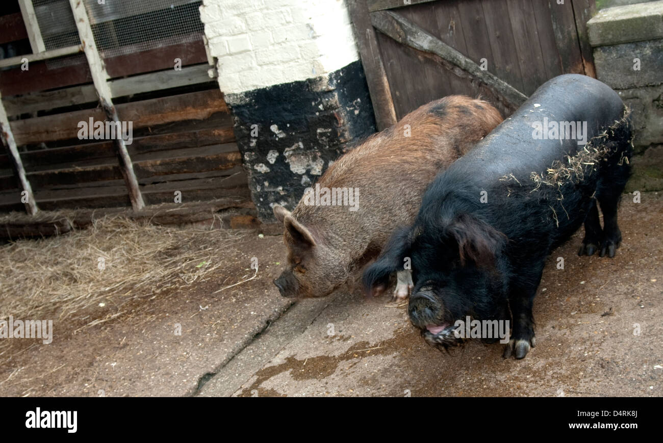 Two pigs in a sty Stock Photo
