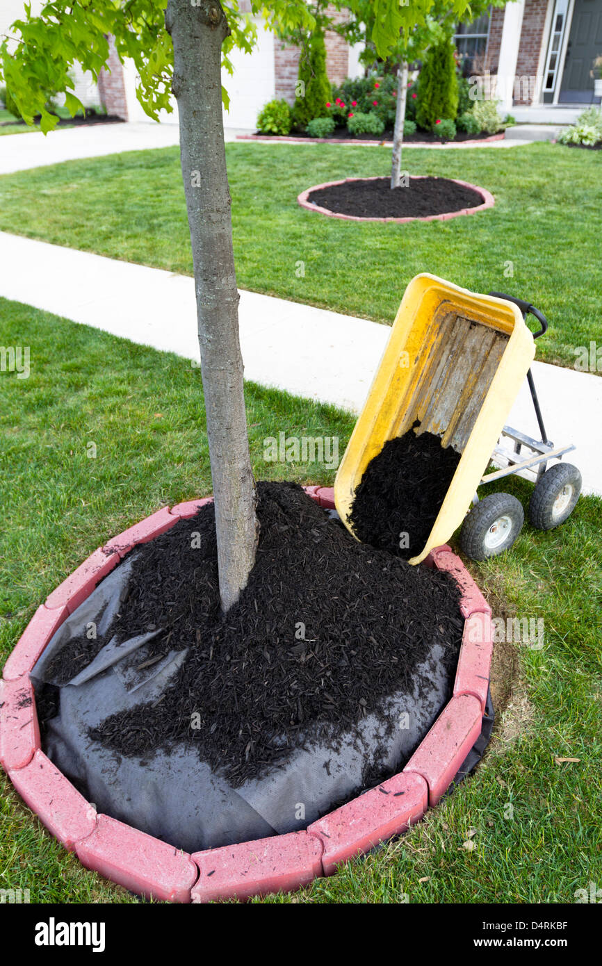 Dumping Mulch around the trees and shrubs, yard maintenance is fun