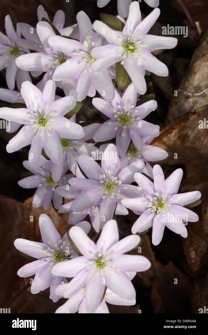 Sharp-Lobed Hepatica flower spring ephemeral Ohio woodland Stock Photo