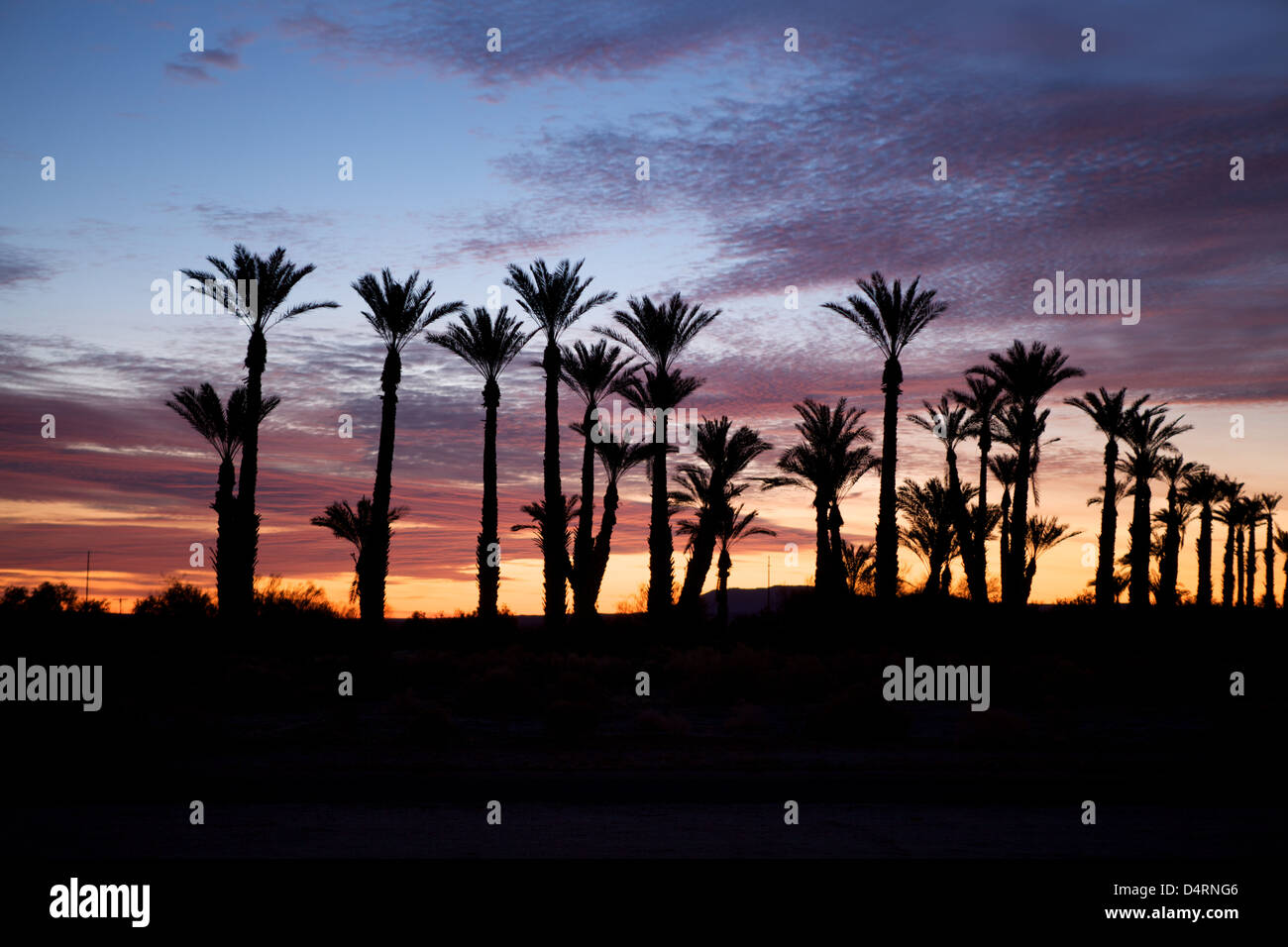 California desert sunrise silhouetted palm trees Stock Photo