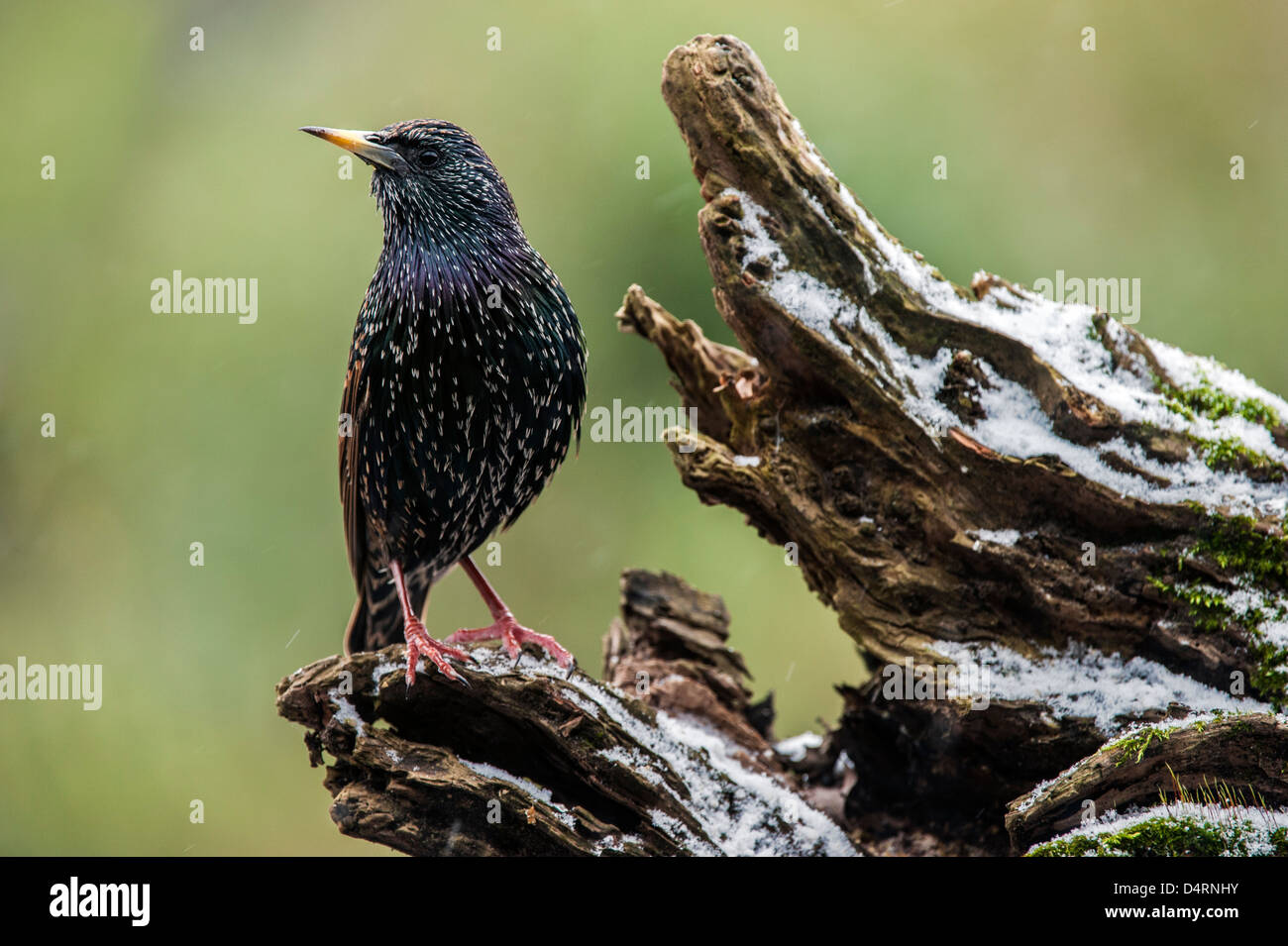 Common Starling / European starling (Sturnus vulgaris) perched on tree stump in the snow in winter Stock Photo