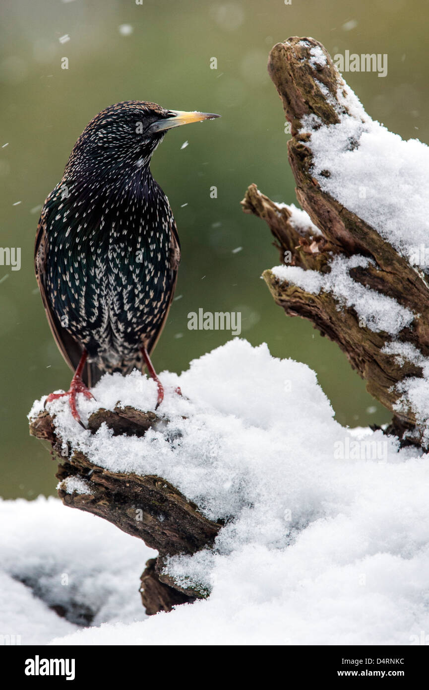 Common Starling / European starling (Sturnus vulgaris) perched on tree stump in the snow in winter Stock Photo
