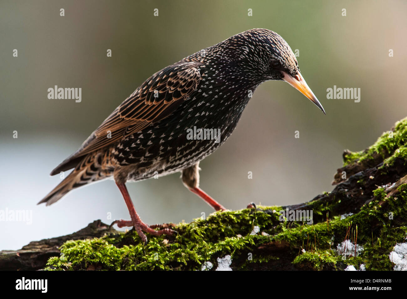 Common Starling / European starling (Sturnus vulgaris) perched on tree stump in early spring Stock Photo