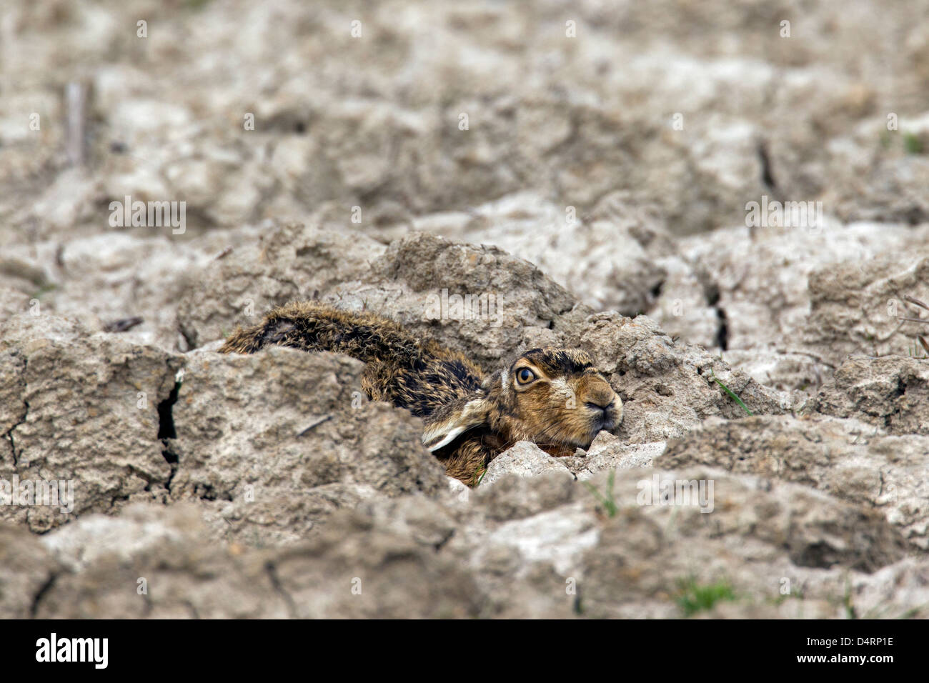 European Brown Hare (Lepus europaeus) lying hidden and camouflaged in ploughed field with ears flat Stock Photo