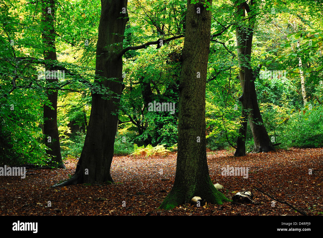 A view of Burnham Beeches in the Autumn Stock Photo