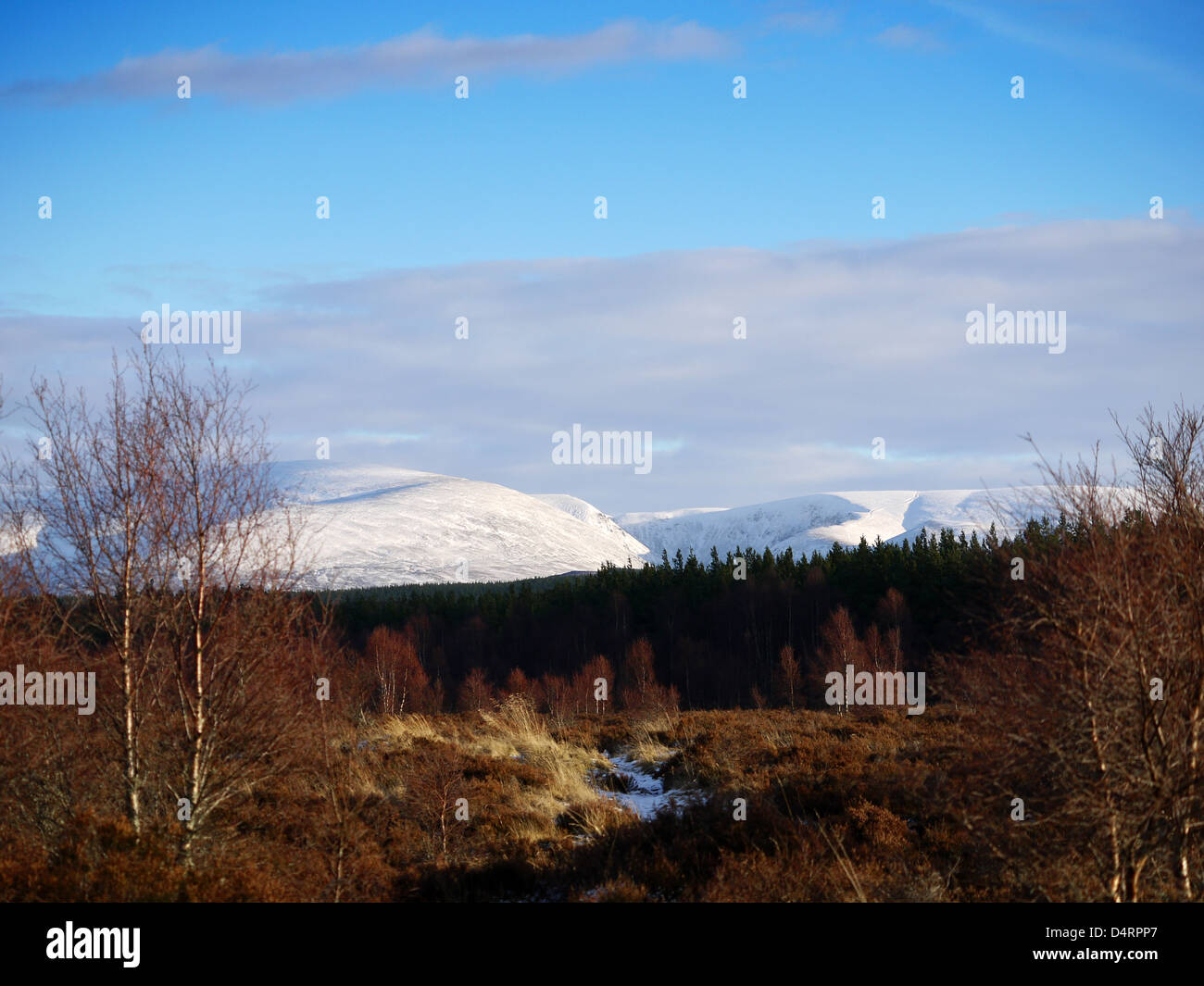 Walking the Badenoch Way in winter between Kingussie and Kincraig, Scotland Stock Photo