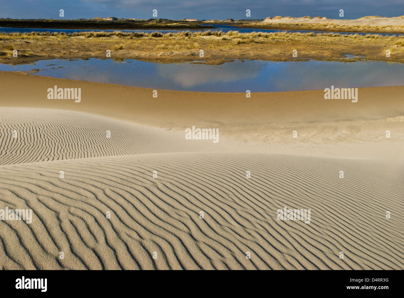 Sand ripples on beach, Råbjerg Mile, Denmark, Europe Stock Photo