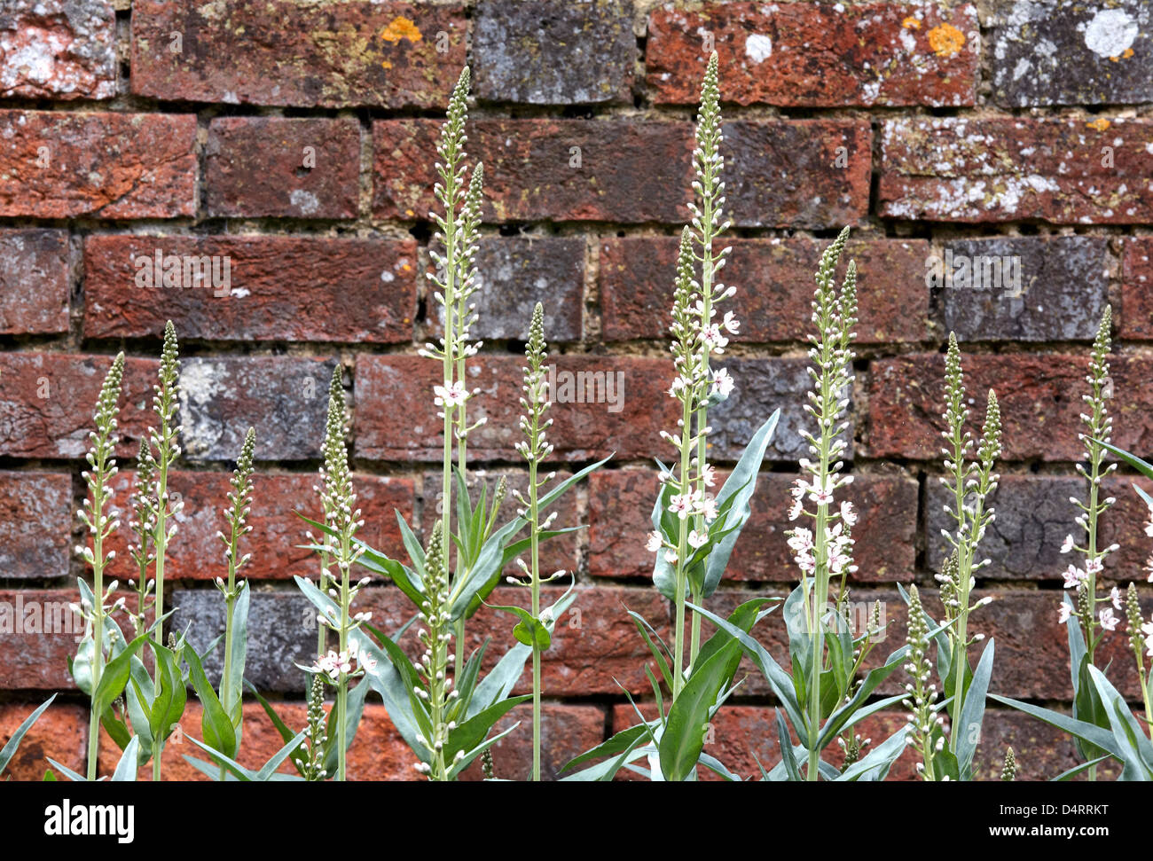 Spike speedwell, Veronica spicata against an old brick wall Stock Photo